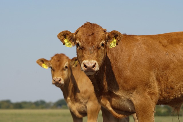 Shampooing naturel pour élevage bovin, conçu pour repousser les mouches et apaiser la peau des animaux.
